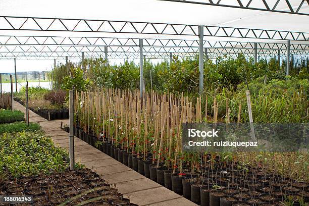 Serra Vivaioimpianti - Fotografie stock e altre immagini di Affari - Affari, Alberello, Albero