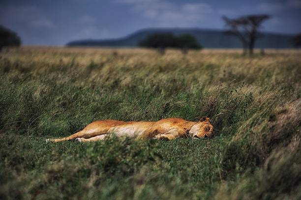 Female lion resting in the grass stock photo