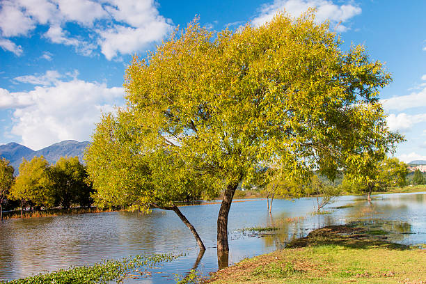 outono de wetland - lijiang landscape wetland marsh - fotografias e filmes do acervo