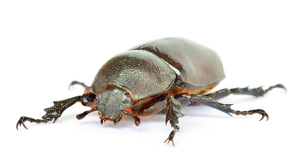 macro unicórnio escaravelho isolado a branco - nasicornis imagens e fotografias de stock