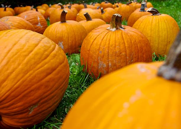 istock Field of Pumpkins 188017234