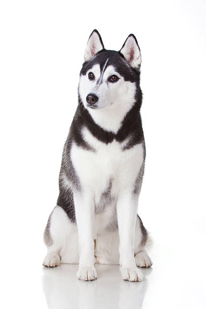 istock siberian husky dog 188017479