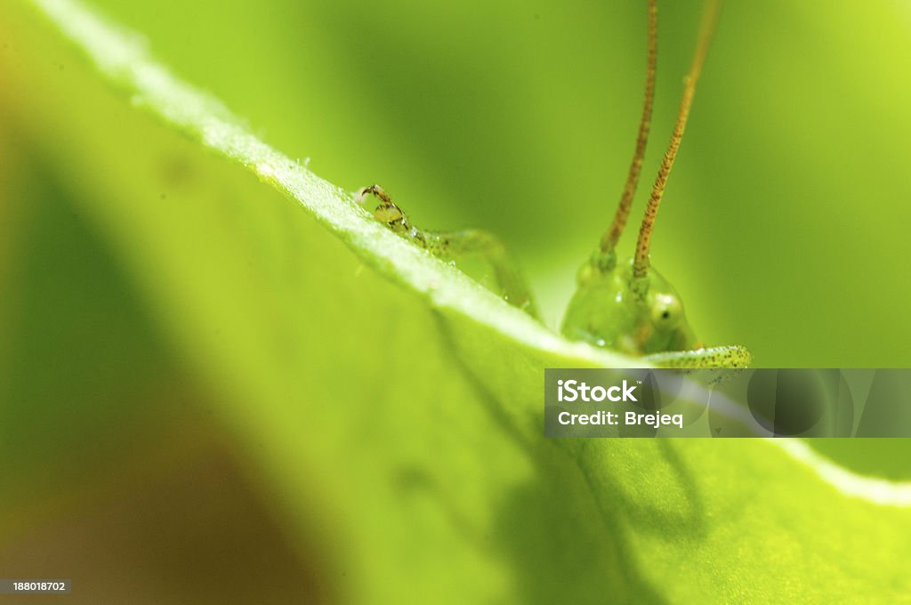 애송이 녹색 잔디 - 로열티 프리 곤충 스톡 사진