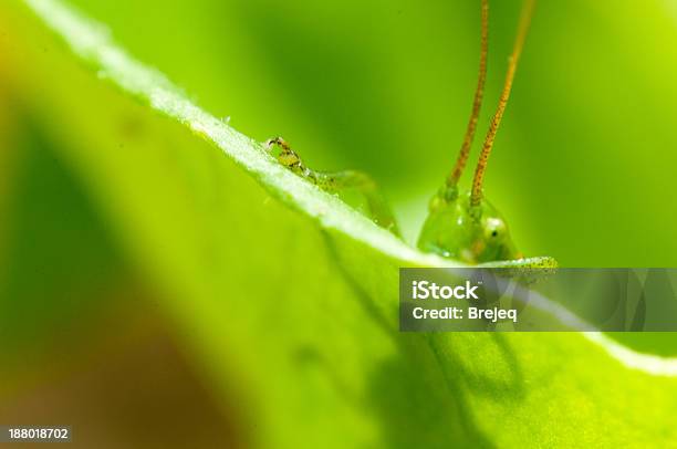 애송이 녹색 잔디 곤충에 대한 스톡 사진 및 기타 이미지 - 곤충, 동물, 배경-주제