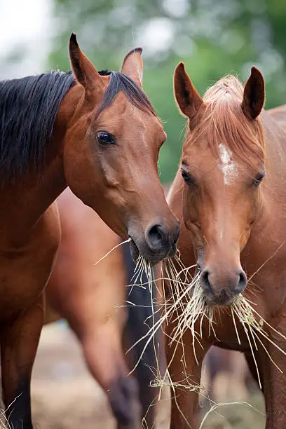 Photo of Two horses eating hay.