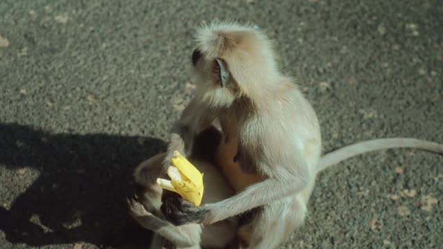 Langur monkey eating banana and playing