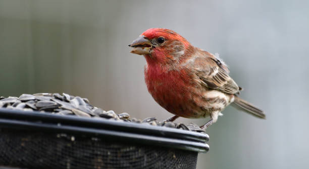 istock House Finch 1880202627