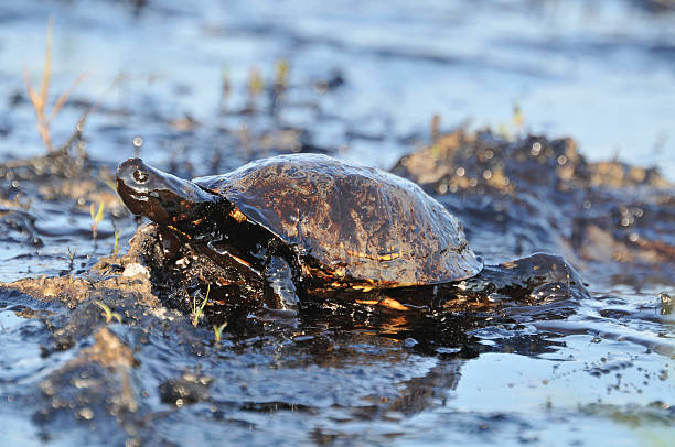 черепаха с petroleum - oil slick фотографии стоковые фото и изображения