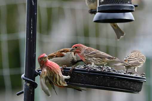 House finch on my backyard feeder