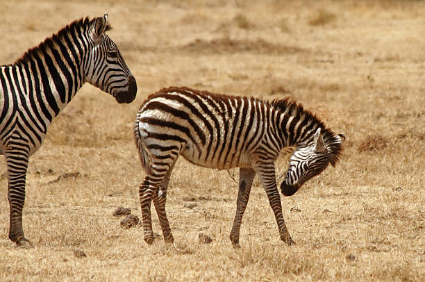 istock Playful Zebra Foal and Guardian 188022811