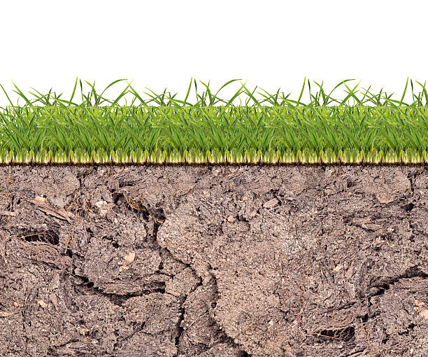 istock green grass spripe in soil isolated on white 188022962