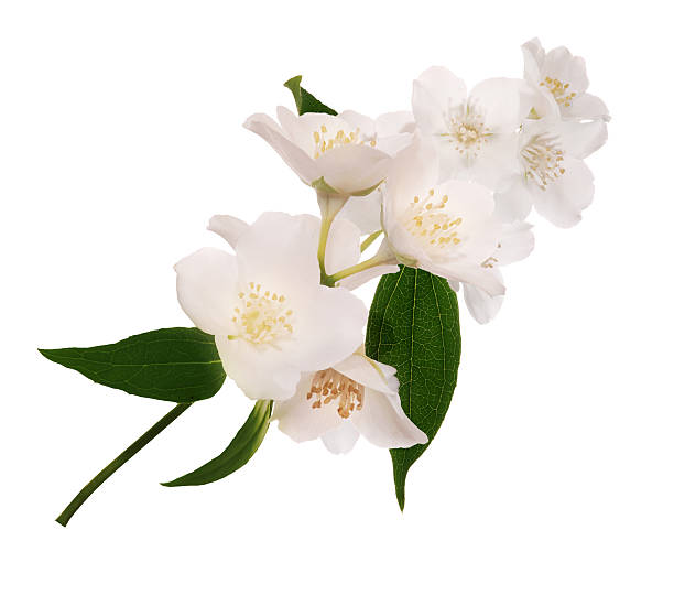 istock isolated blossoming jasmin branch 188023025