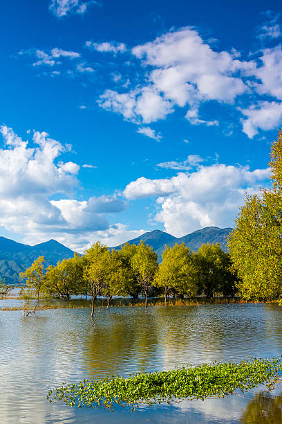 outono de wetland - lijiang landscape wetland marsh - fotografias e filmes do acervo