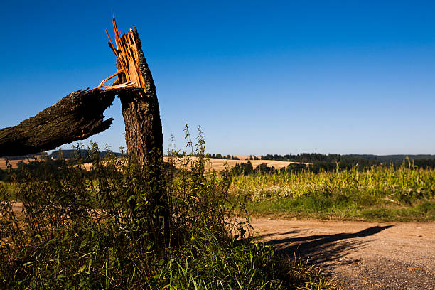 broken tree stock photo