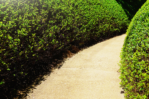 The way forward: path leads around a corner in a lush formal garden.