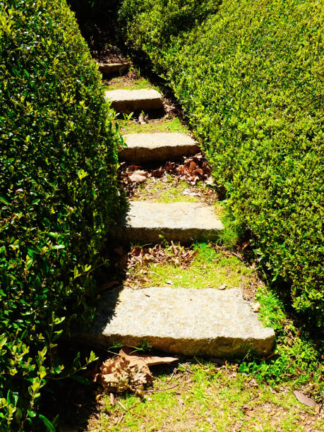 istock Moving on up: stepping-stones lead the way up in a formal garden with topiary hedges 1880236331