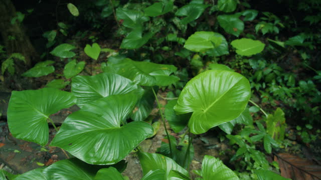 Lush green tropical leaves in summer rain forest