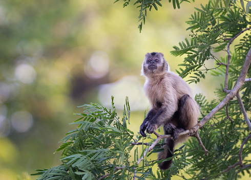 A wide-view shot of a small group of young monkeys relaxing in a forest on a bright day in Kerala, India. They are picking lice from eachother, they are high up sitting on a branch.