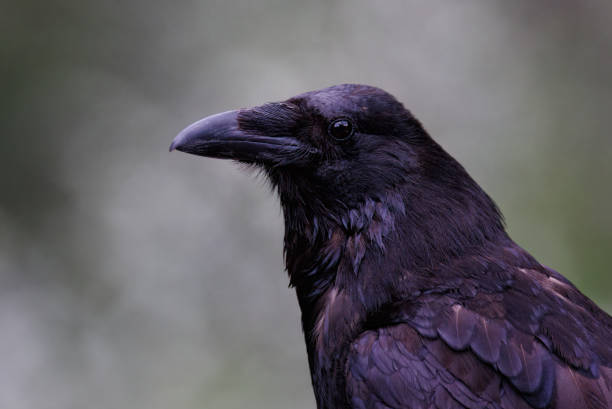 istock A profile of a raven 1880261223