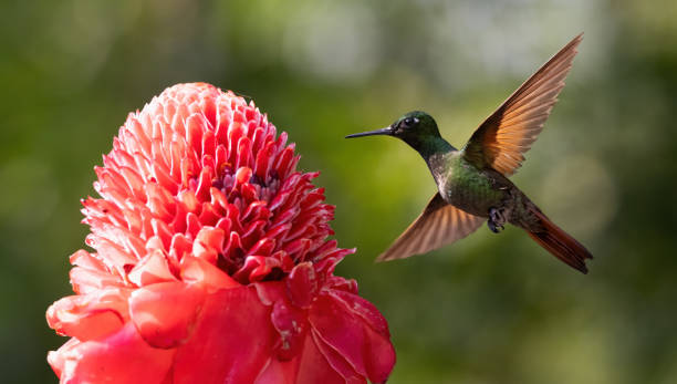 istock A Brazilian ruby hummingbird hovering by a flower 1880261744
