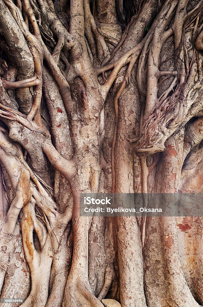 Baniano Tropical (ficus benghalensis) - Foto de stock de Árbol libre de derechos