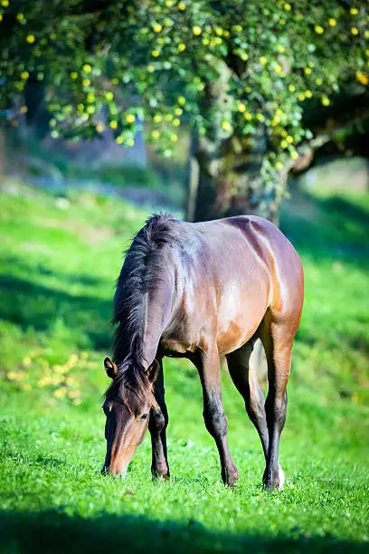 Photo of Horse eating grass in pasture.
