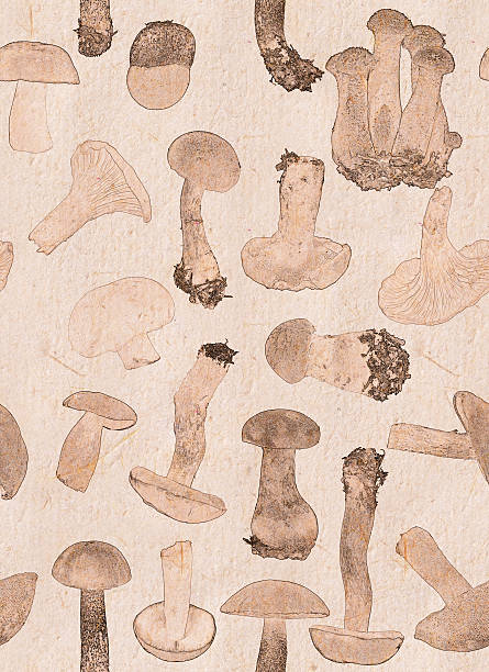 istock background from brown edible mushrooms 188026539