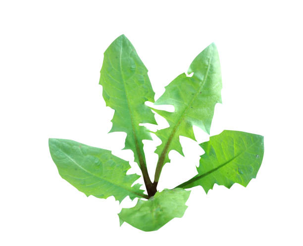 Taraxacum officinale, dandelion or common dandelion, is used in as a food and medicine