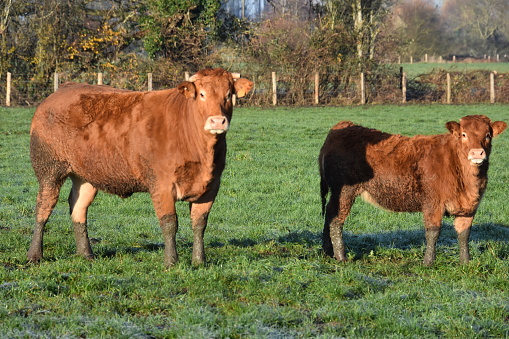 Une vache brune et son veau, dans la campagne en Sarthe, en France