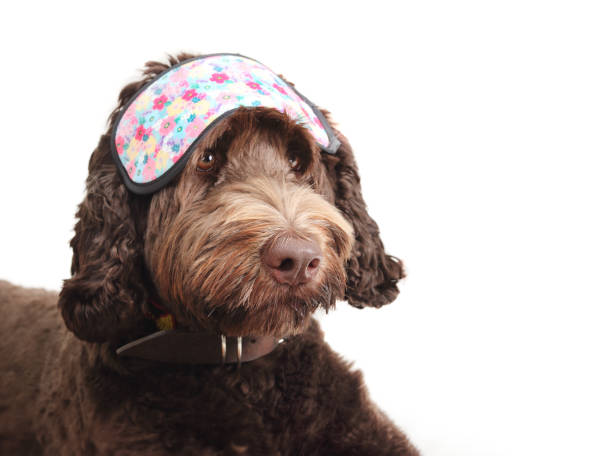 istock Isolated dog wearing sleeping mask. 1880275146