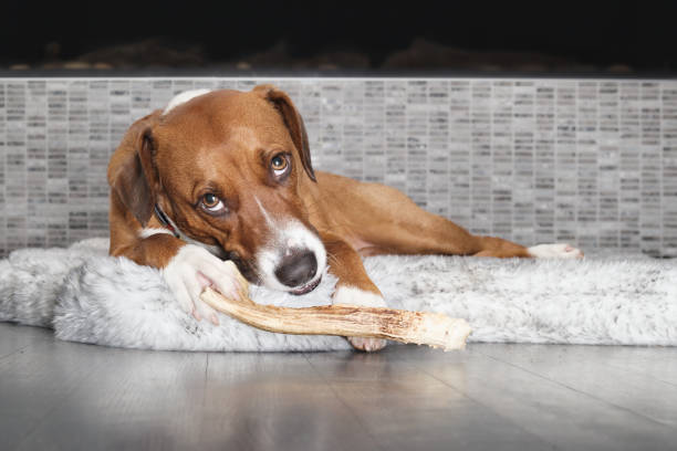 istock Happy dog chewing on antler while looking at camera. 1880275148