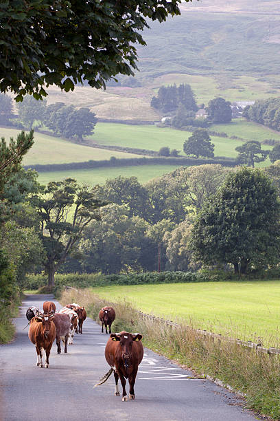 istock Cattle in a country lane 188027738