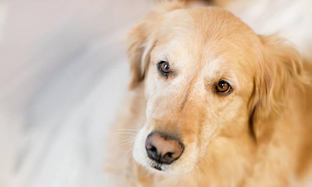 istock Sweet Golden Retriever 188028097