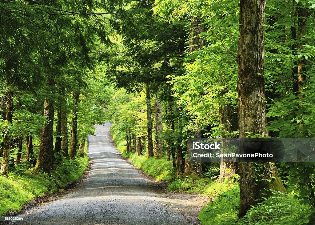 Di campagna Lane - Foto stock royalty-free di Albero