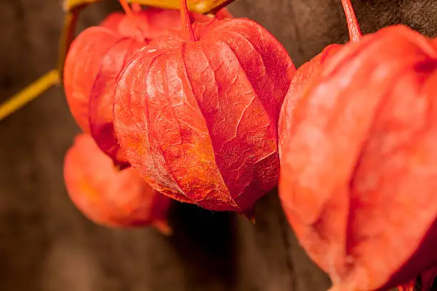 Colorful  dry mini-pumpkins on a branch in orange color separated on white