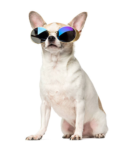cool funny freezing icy dog in snow with sunglasses and scarf, sitting and waiting to go for a walk with owner