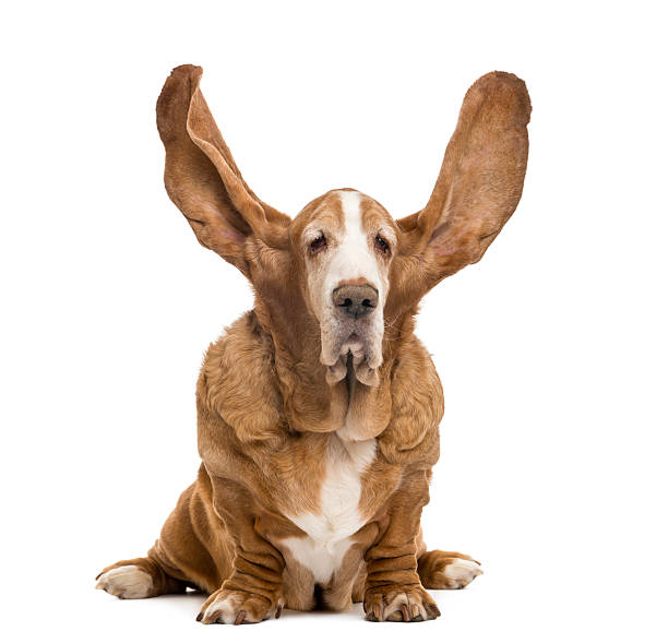 istock Old Basset Hound sitting with ears up, isolated on white 188028786