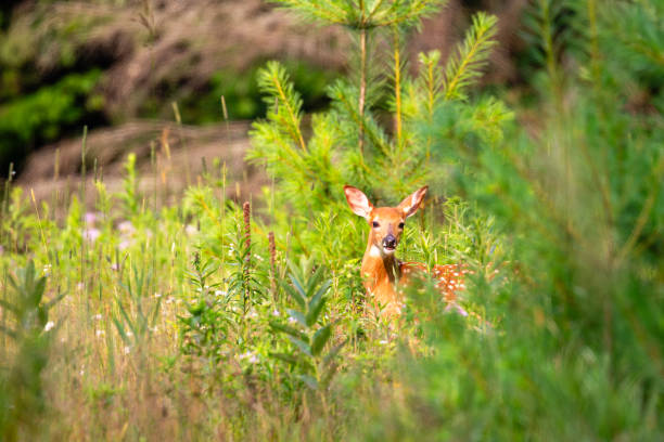 White tailed fawn (Odocoileus virginianus) next to pine in central Wisconsin