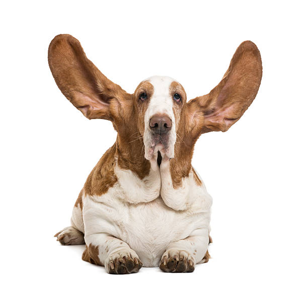 istock Basset Hound lying, ears up and looking at the camera 188030695