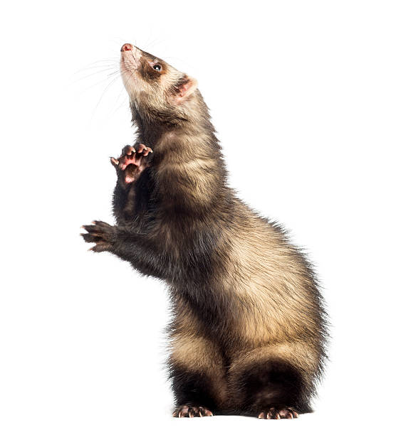 istock Ferret standing on hind legs and looking up, isolated 188030700