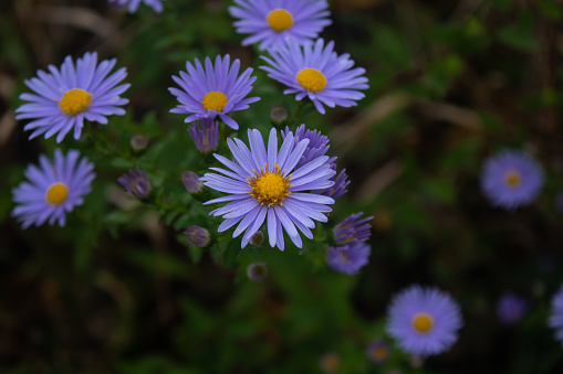 among purple flowers