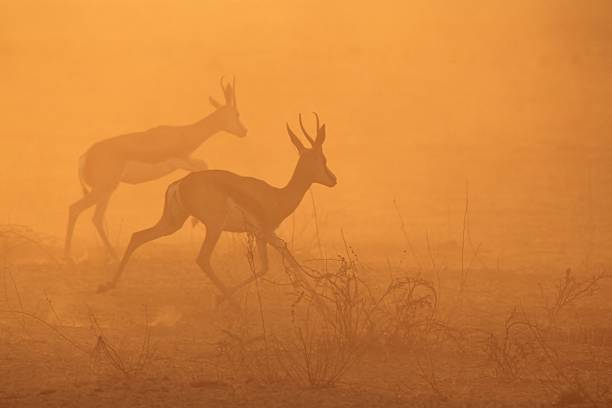 istock Springbok run into a Golden African Sunset 188030972