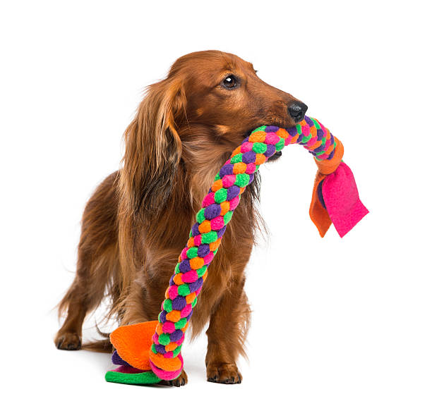 jovem dachshund mordendo brinquedos para cães sobre fundo branco - pet toy - fotografias e filmes do acervo