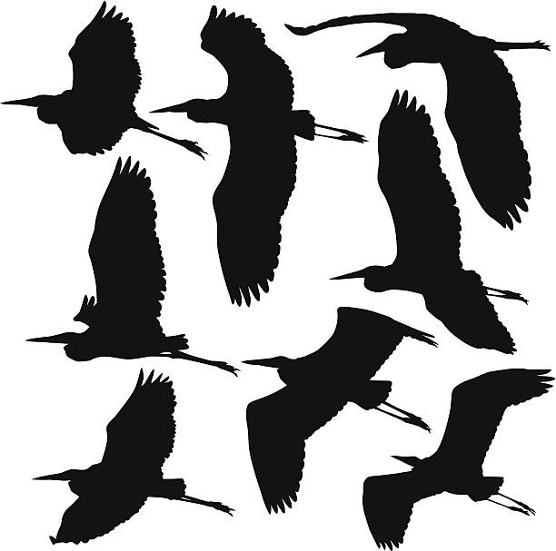 Flying Storks Cranes and Herons Flying Storks, Cranes and Heron silhouettes.  heron stock illustrations
