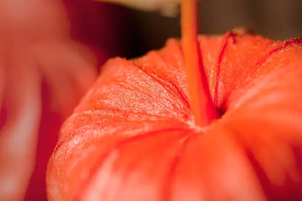 Colorful  dry mini-pumpkins on a branch in orange color separated on white