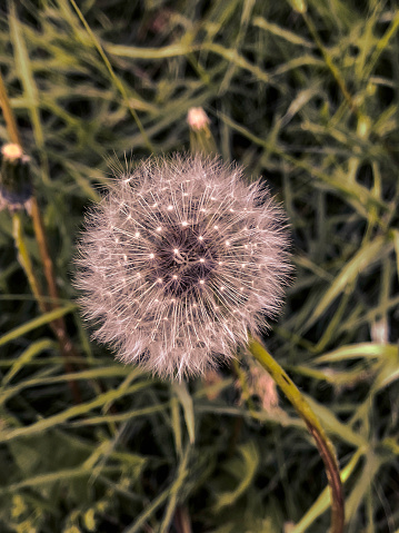 Dandelion, extreme close-up.