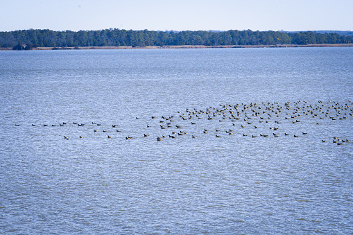 Canadian Geese floating on the Rappahannock River