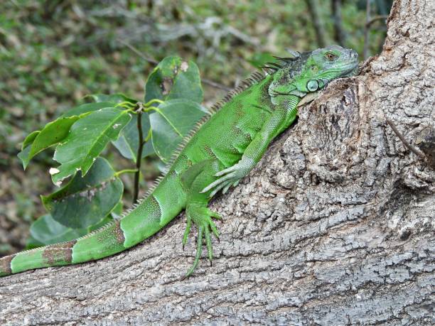 istock Green Iguana (Iguana iguana) - resting in the tree 1880346160