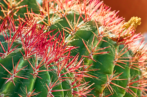 Gold ball cactus with red spines in Gran Canaria