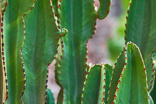 Prickly pear cactus in the badlands of Theodore Roosevelt National Park in ND